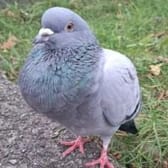 photo de profil de enzo45tc