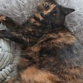 photo de profil de LAUBEL62