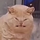 photo de profil de Amadeo Van merode69028bc54380f