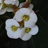 photo de profil de Atafaya97220