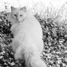 photo de profil de magdiel