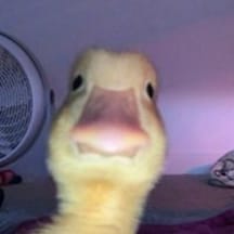 photo de profil de zUcks le canard