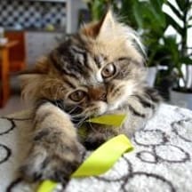 photo de profil de TiGwann