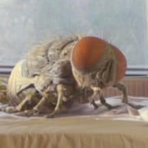 photo de profil de DupieuQ