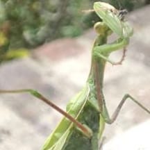 photo de profil de comicsfan60