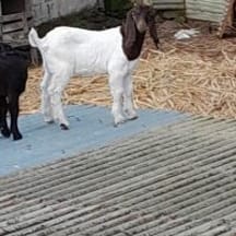 photo de profil de Allya66f2787d21c0d