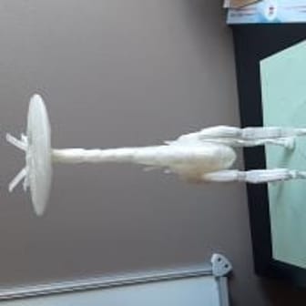 windwhite