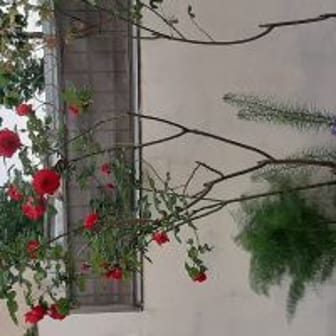rachida92700