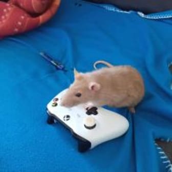 Mr RAT