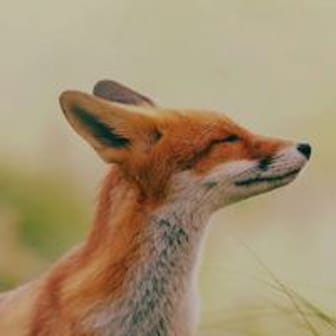 Le V