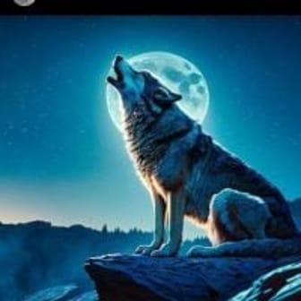 Loup_341