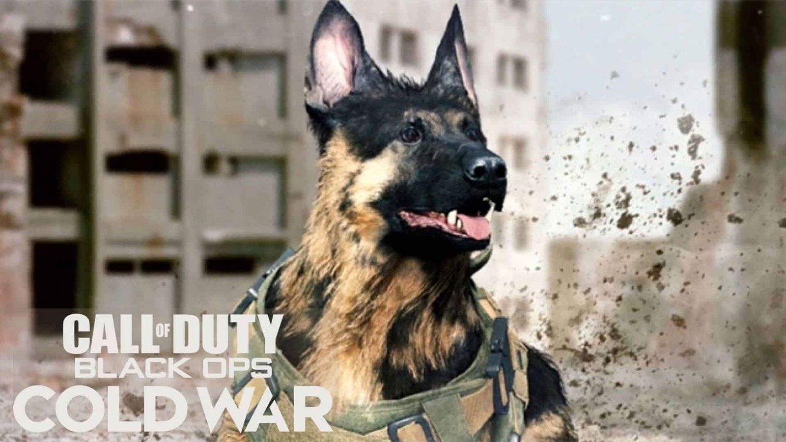 Des chiens d'attaque bientôt sur Black Ops Cold War ? - Dexerto.fr