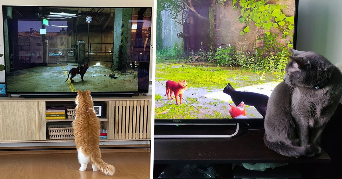 Stray : 30 chats qui adorent regarder leur humain jouer, la preuve en images
