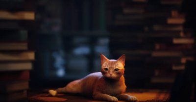 Stray : une date de sortie proche et une nouvelle vidéo de gameplay pour le jeu d'aventure avec un chat