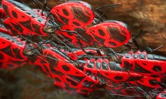 Les Fourmis : on va pouvoir partir en guerre à dos d'escargot ! Le trailer de fou-furieux