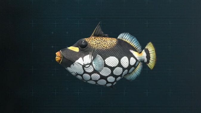 Poissons moyens