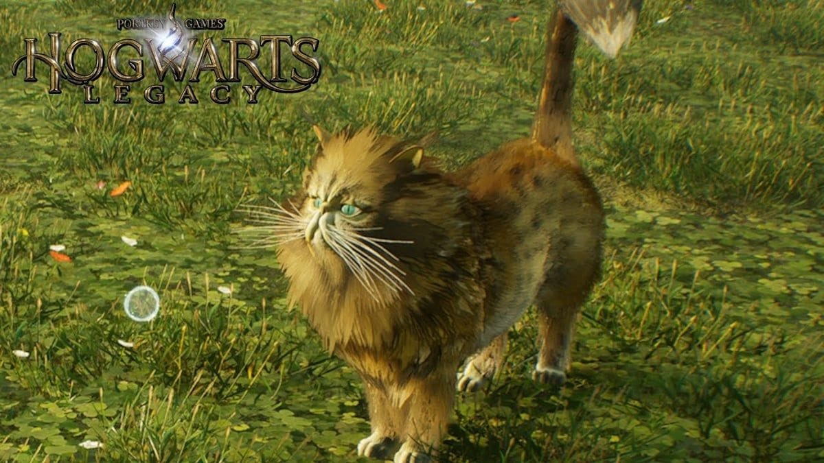 Kneazle Hogwarts Legacy : Où trouver des fléreurs ?