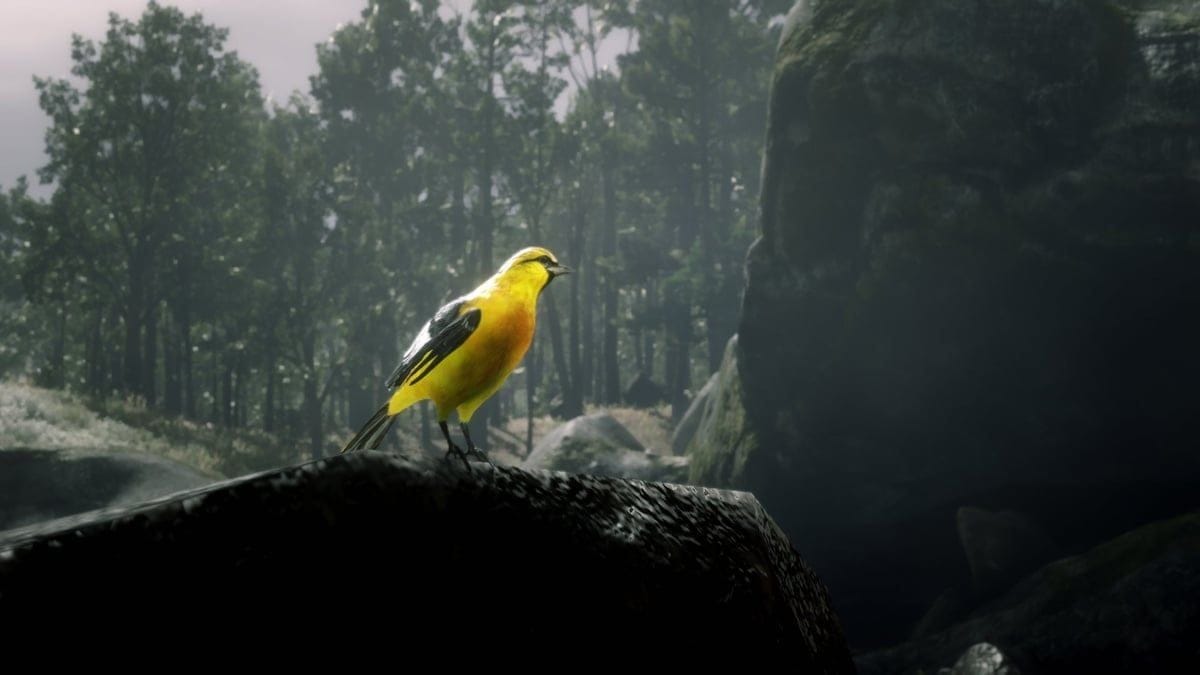 Oriole Red Dead Redemption 2 : Où trouver ce petit oiseau ?
