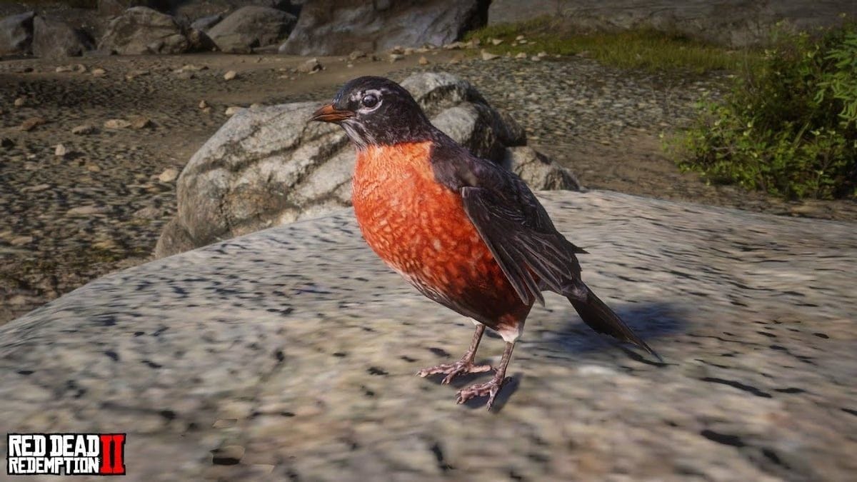 Merle d'Amérique Red Dead Redemption 2 : Où trouver ce petit oiseau ?