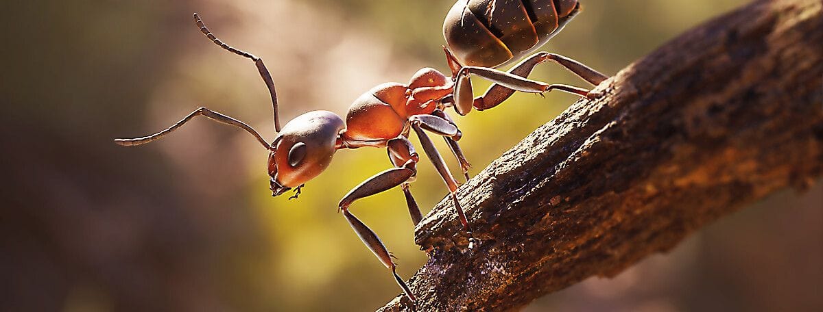 Test Les Fourmis : et si c'était le premier chef d'oeuvre de Microids ?