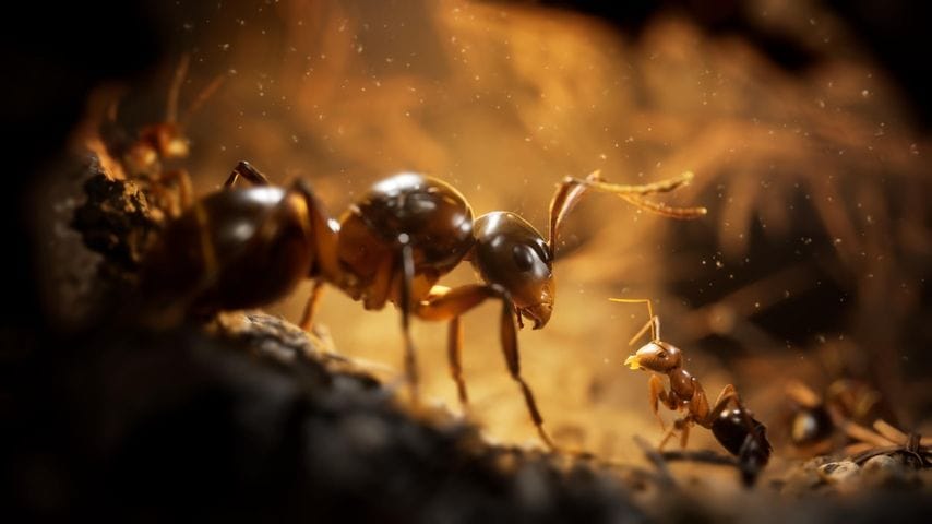 Les Fourmis : Microids livre la feuille de route 2025 de son jeu de stratégie