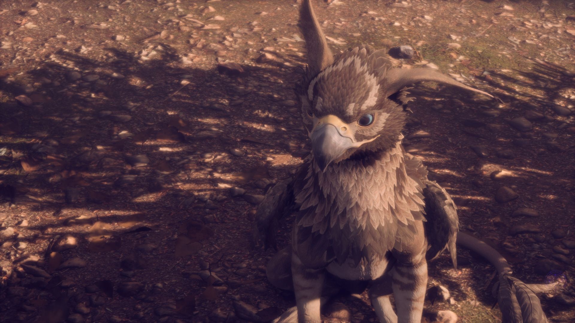 Comment entraîner un Griffon