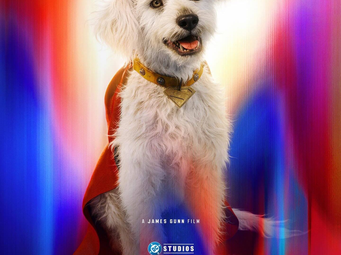 Le chien de Superman augmente les recherches de chiens de sauvetage de 513 %.