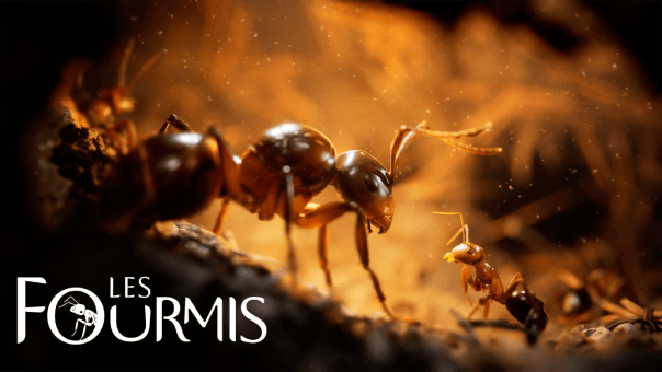 Les Fourmis - Une première mise à jour majeure et gratuite déployée avec “Swarm Together!”