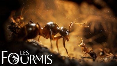 Les Fourmis : une énorme mise à jour lancée et elle est gratuite
