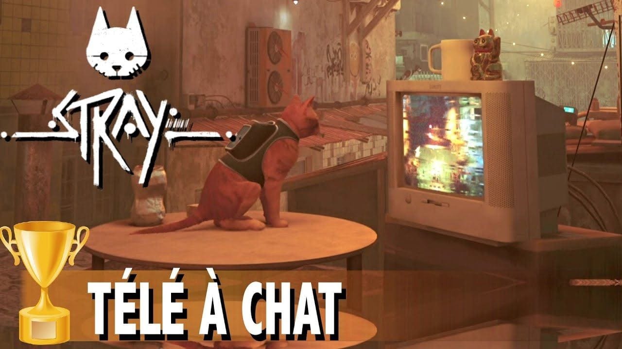 TÉLÉ À CHAT - ZAPPER SUR TOUTES LES CHAÎNES TV - TROPHÉE / SUCCÈS - STRAY