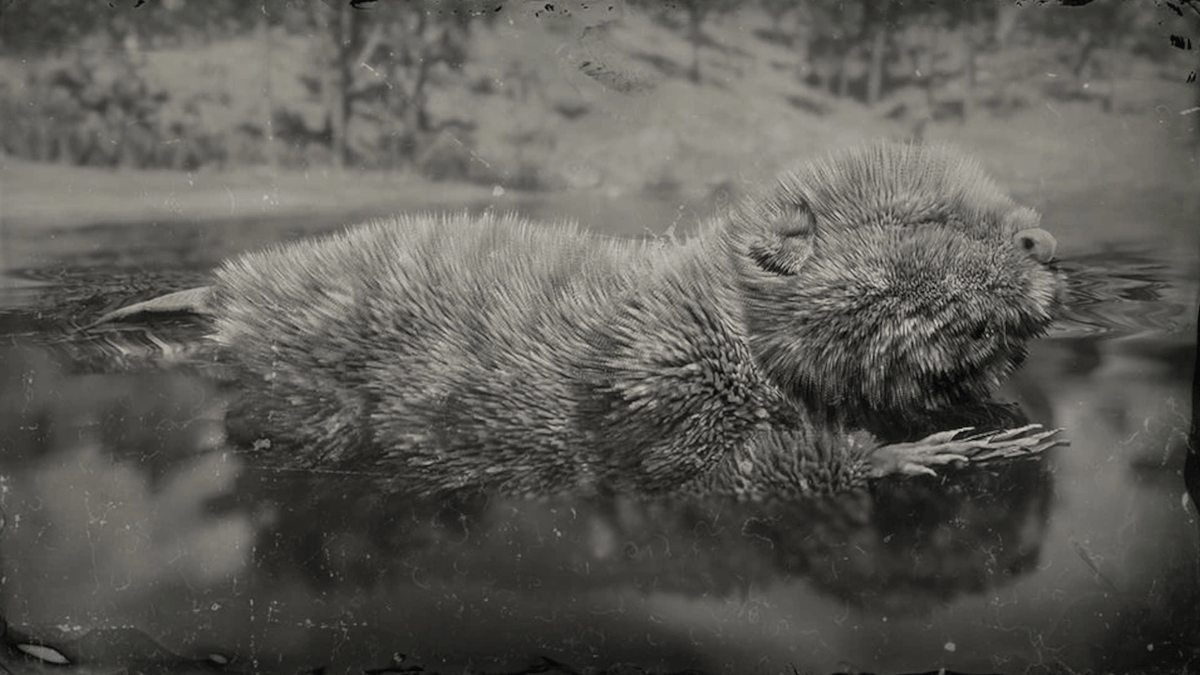 Castor légendaire Red Dead Redemption 2 : Position, ressources, artisanat... Où trouver cet animal légendaire ?  - Soluce Red Dead Redemption 2, guide complet - jeuxvideo.com