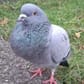 photo de profil de enzo45tc
