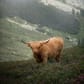 photo de profil de Ronney75