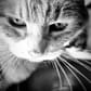 photo de profil de AceWap