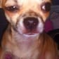 photo de profil de choc-aimable