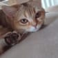 photo de profil de Le manger68872582bd5b9