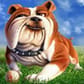 photo de profil de RogerGolrr